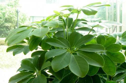 七叶莲怎么变成九叶莲了?_360问答