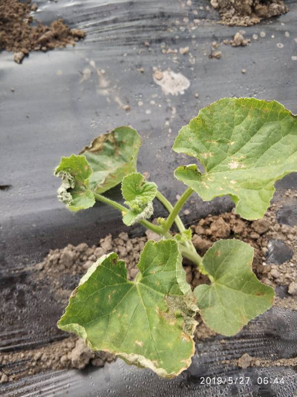 网纹瓜苗,病害.