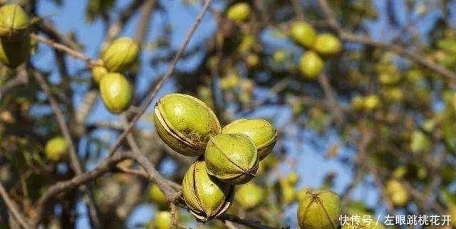 现代农业发展重点是发展