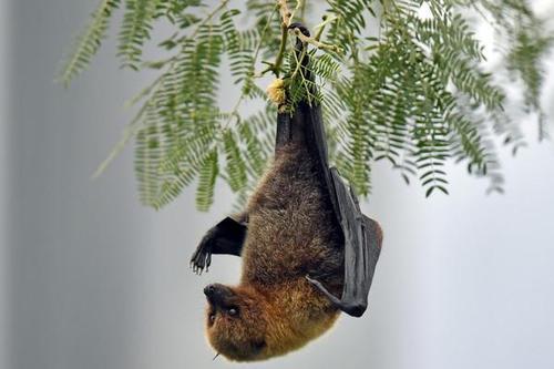 家里进蝙蝠 诡异! 这是什么预兆?