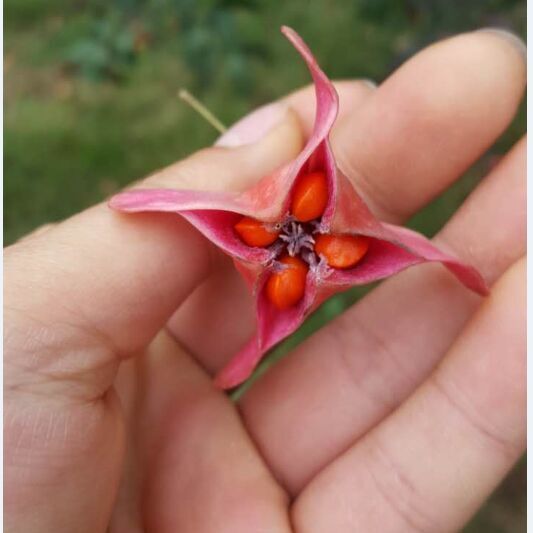 单叶互生或对生,厚革质,椭圆形,果实具长柄,蒴果像花一样,内有四颗