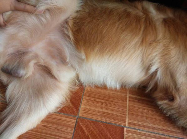 我家狗大腿内侧毛是红的。以前小时候都是白的