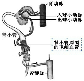 肾小球实质上是毛细血管构成的,连接它的入球