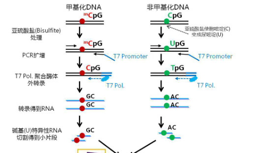 在其它地方出现时会由于cpg中的c易被甲基化而形成5-甲基胞嘧啶,脱