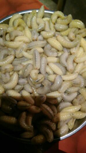 马蜂虫可以泡酒吗?急急急