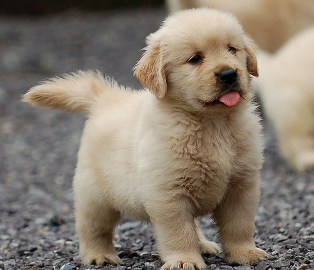 求朋友们帮忙看看,我家小金毛品相,朋友说是土狗