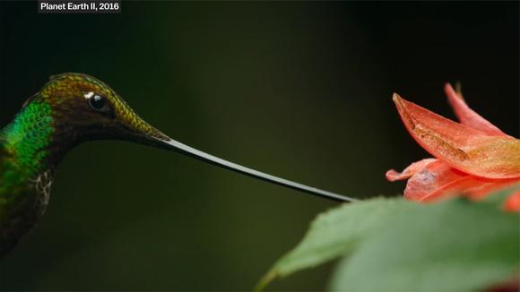 [图]拍摄野生生物纪录片是怎样扭曲时间的?BBC是如何捕捉慢动作的?