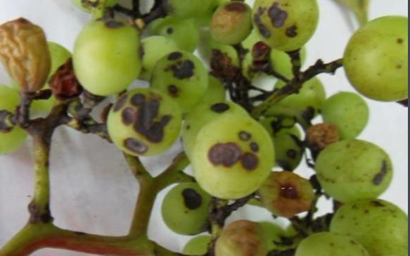 葡萄上大块大块的长黑斑是怎么回事。