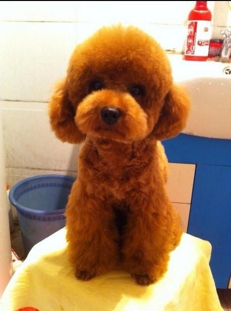 泰迪犬剪毛后是什么样