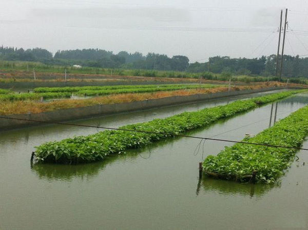 一般的空心菜可以直接在水上种植吗?