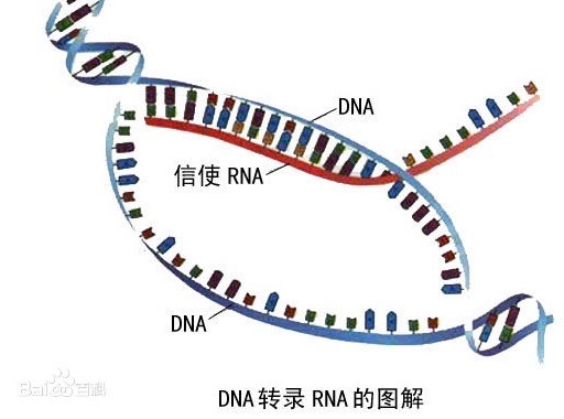 DNA转录简图图片