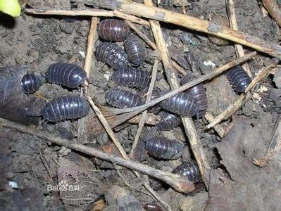 老家旧房子屋顶上有很多虫子,应该是土元,房顶