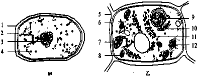 如圖是兩類細胞的亞顯微結構模式圖,請據圖回答