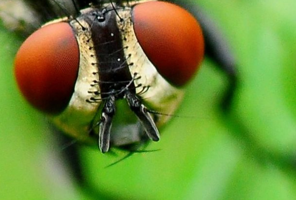 昆虫触角的形状
