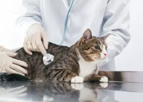 猫咪体检很重要,给猫体检需要检查哪些项目,你
