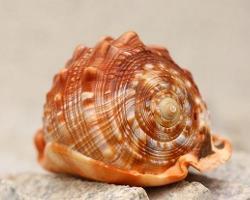 螺和孔雀鱼能一起养吗