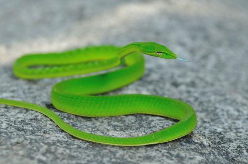 全身绿色的蛇是什么蛇