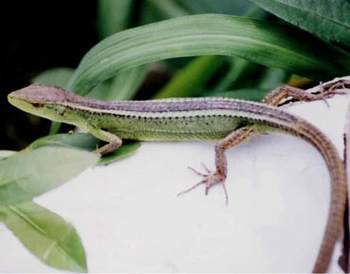 一种很像壁虎(大小差不多),在地上爬行的动物,脚掌不一样哦