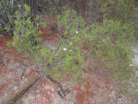 在广西山上很多 平常都是做 扫帚 开花时白色