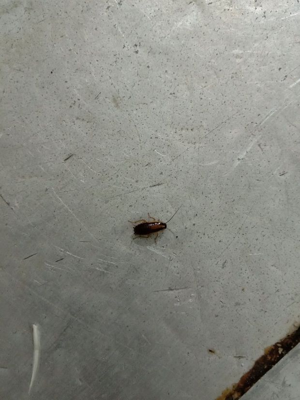 店里厨房出现很多小虫子 请问下这是什么虫?要怎么除掉?
