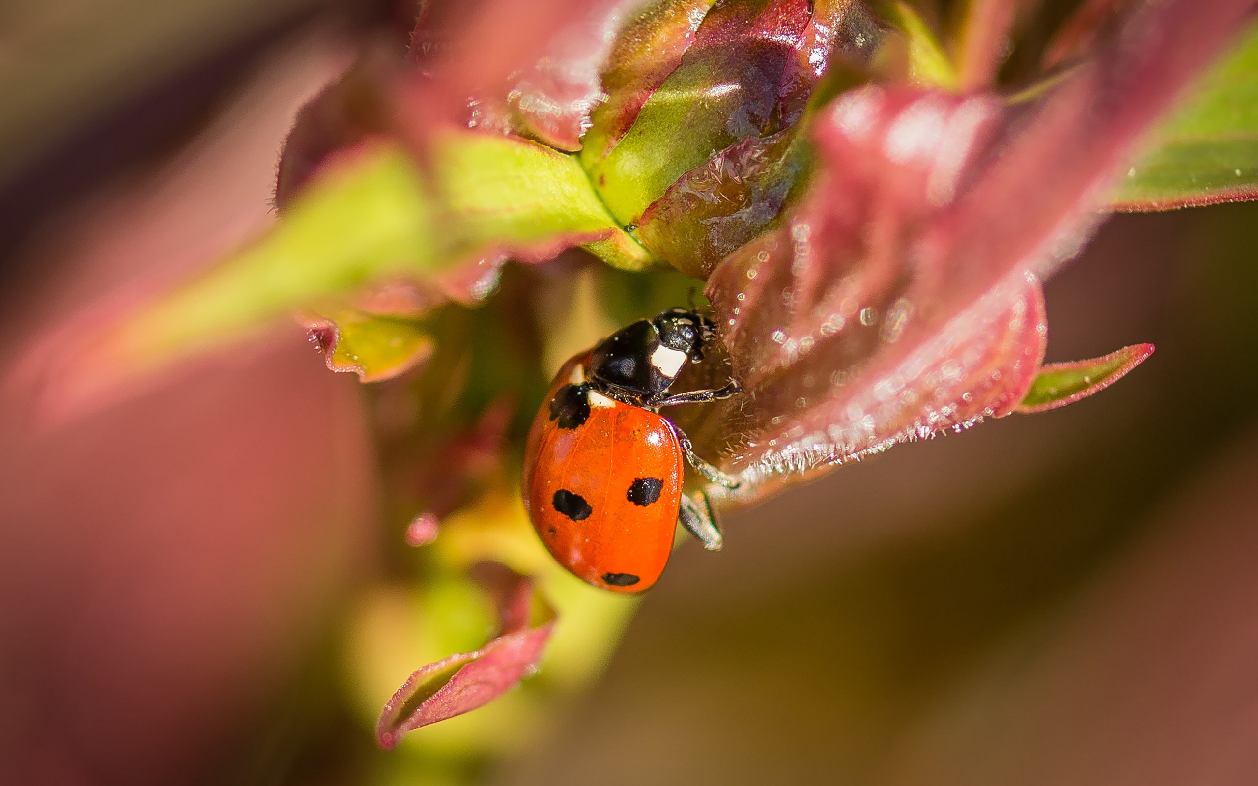 益虫七星瓢虫图片[图7]