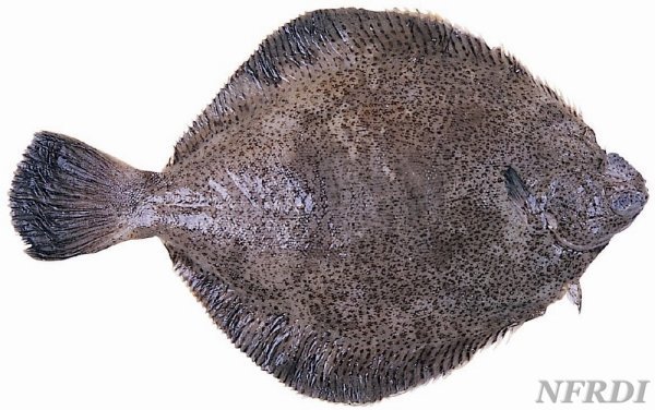 潮汕的白划鱼软稿鱼滴丢鱼是否有学名