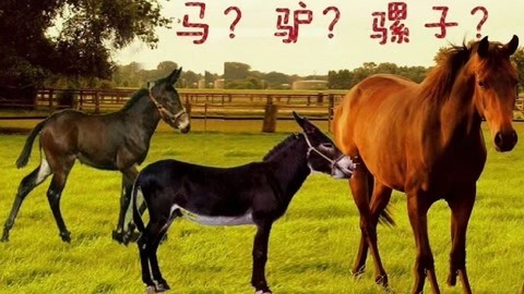 骡子 和马 驴子到底是什么关系?它是谁生的?总算搞清楚了