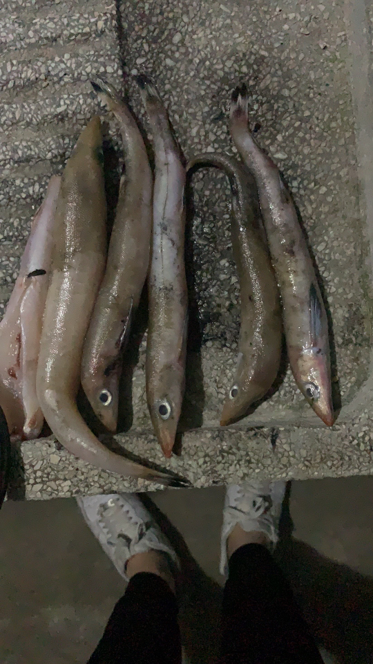 这是什么鱼好像是海鱼