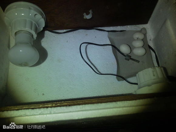 自制(鹦鹉)孵化箱怎么做啊