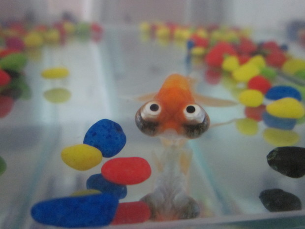 金鱼死时在水底没翻肚皮、没鼓肚子,在那呆着