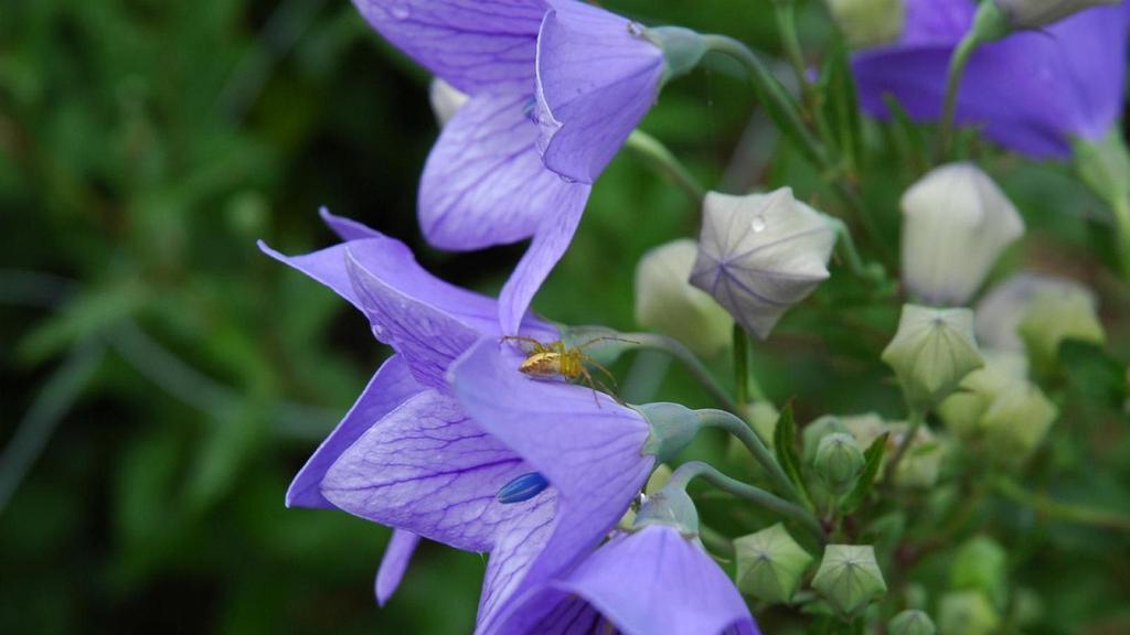 魅力芬芳桔梗花桌面壁纸[图9]