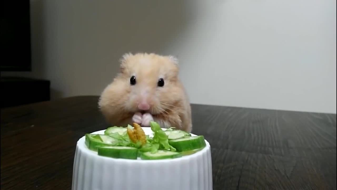 仓鼠:多谢主人准备了豪华蔬菜餐,吃的真是心满意足!