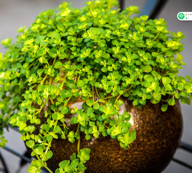 29 金钱麻 又名珍珠草 盆景草 lisa姜  送给回答者一份礼物  顶牛仁