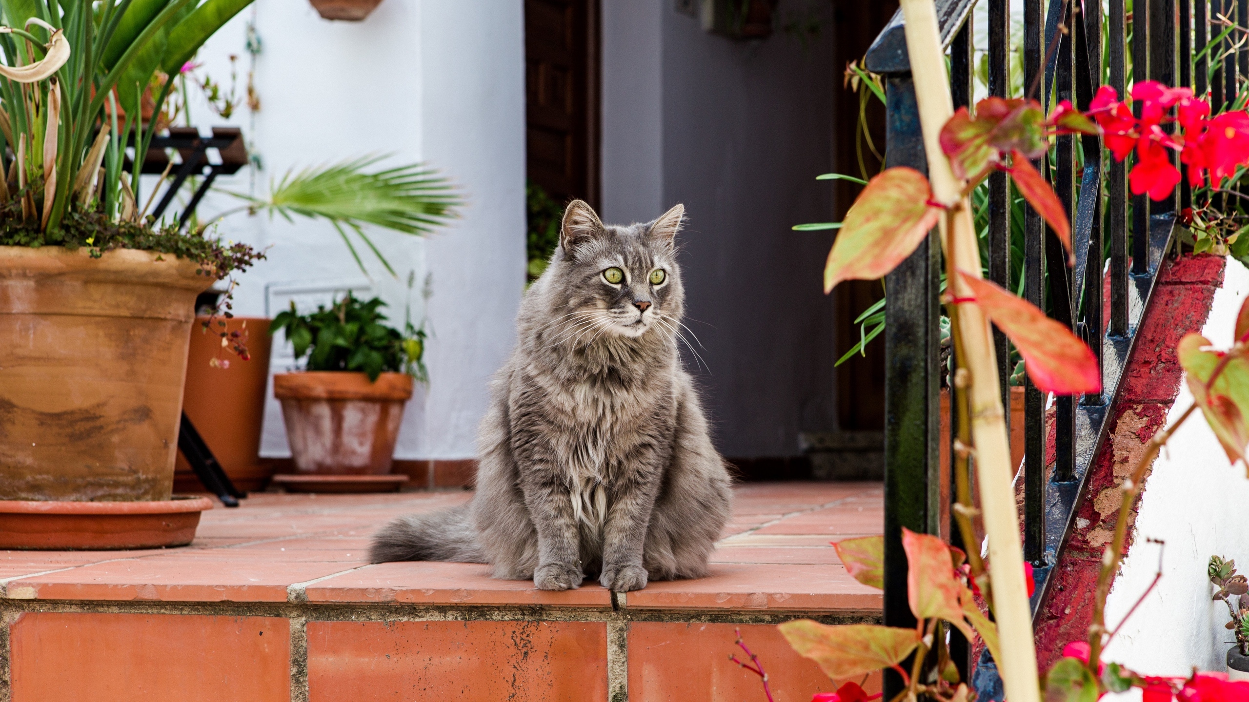 家养宠物猫咪图片[图3]