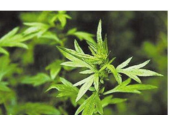 东北的把蒿学名叫什么?