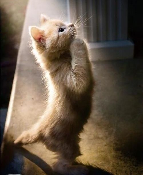 想找一些小动物情绪低落或者在捂着眼睛哭的图片