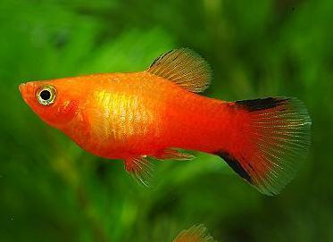 怎样分月光鱼的公母_360问答