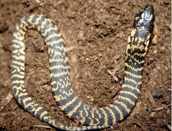 唾蛇有毒吗,能给图片吗