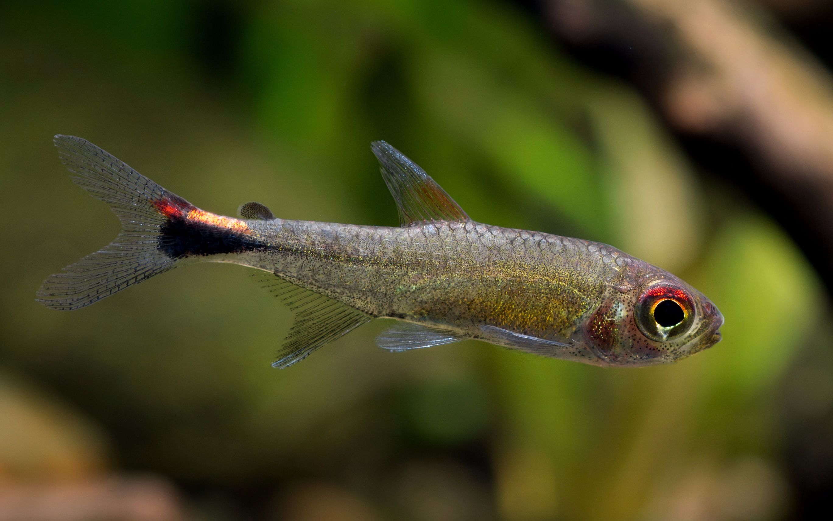 蓝三角灯鱼是三角灯鱼 图片欣赏中心 急不急图文 Jpjww Com