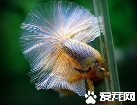 泰国斗鱼的价格 各地区泰国斗鱼价格不同