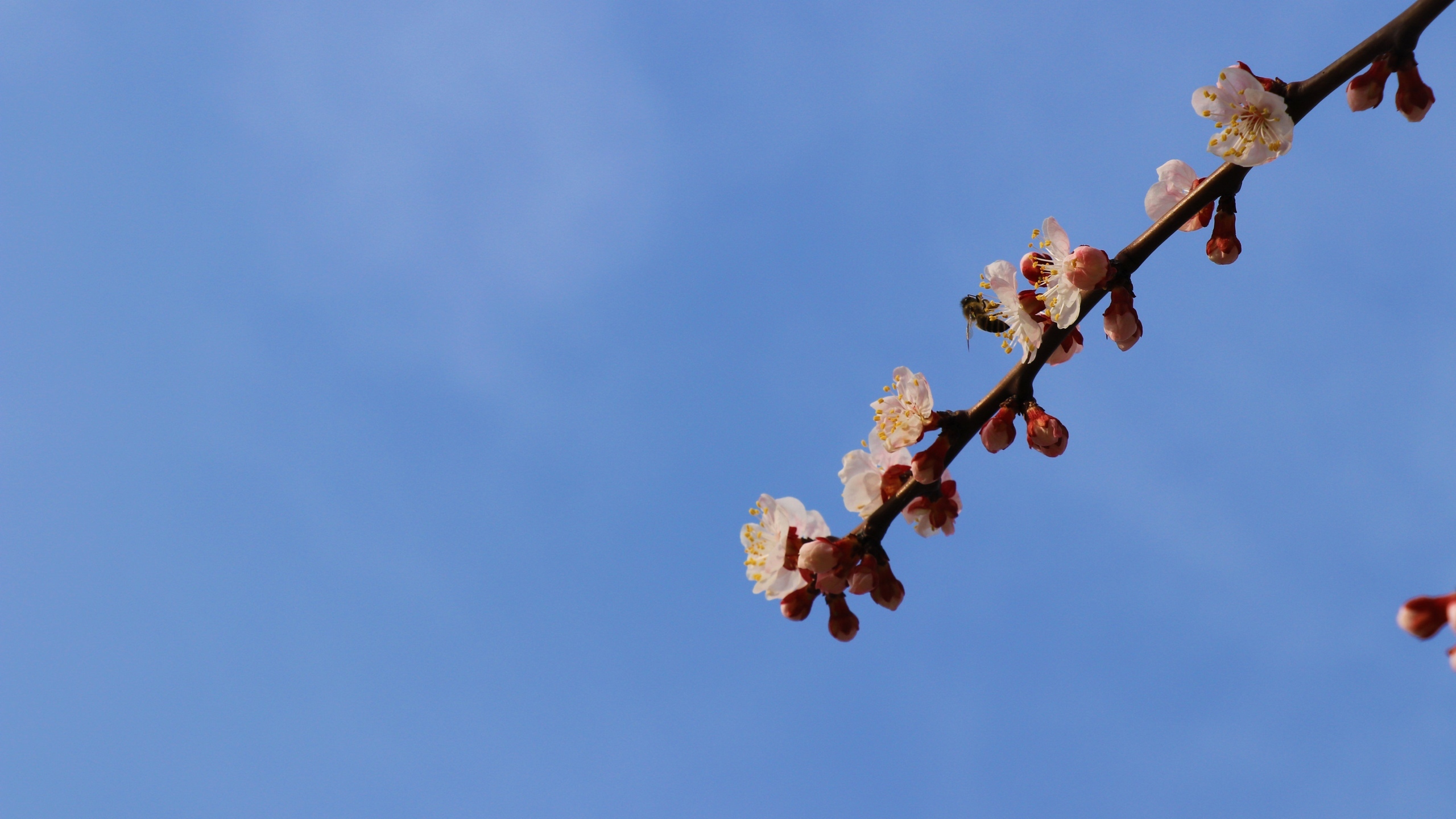 高清桃花花卉桌面壁纸[图4]