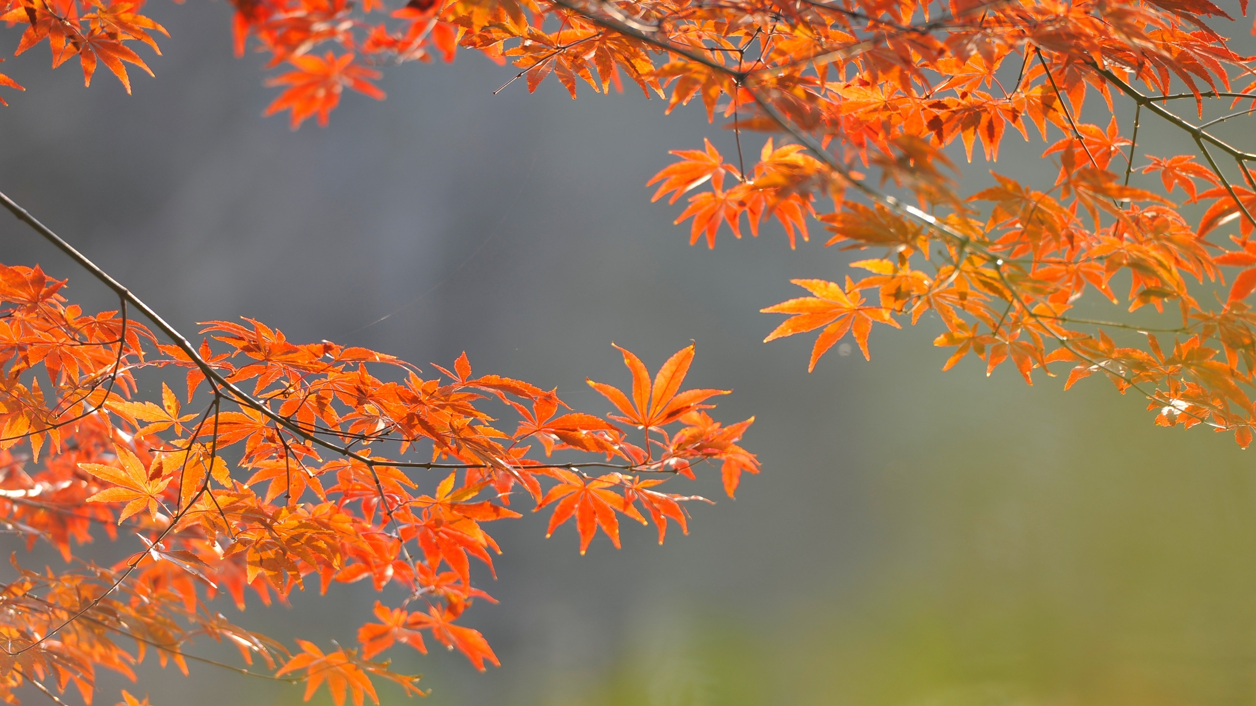 黄色枫叶花卉桌面壁纸[图8]