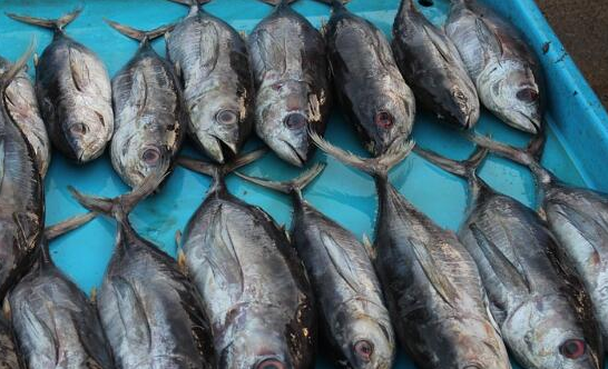 市场中常见的海鱼有哪些?