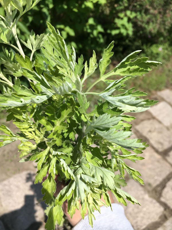 01 是臭艾,和能吃的艾长的差不多,但气味不一样.