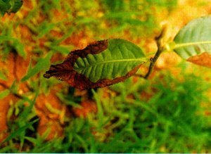 茶花褐斑病怎么治图片