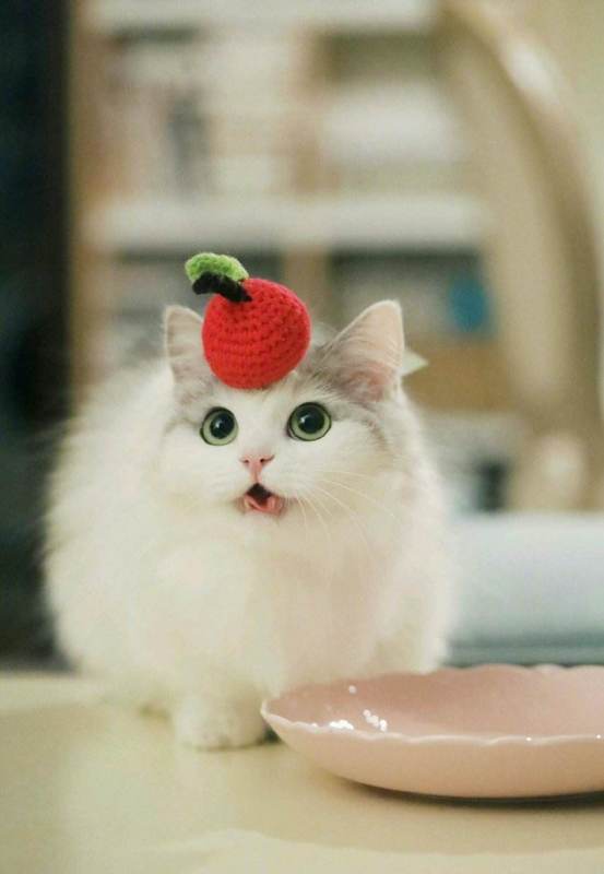 布偶猫的价格一般是多少钱一只?