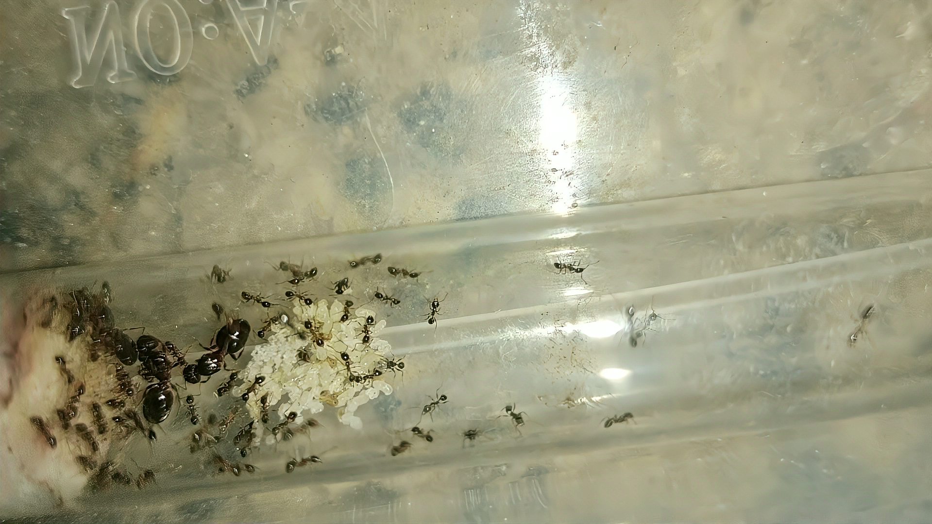 广大头蚁 同巢繁殖 活体 b