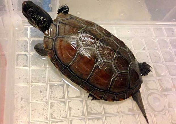 乌龟的种类有哪些?_360问答