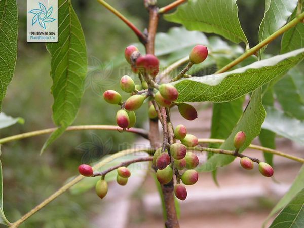 谁知道"青子树"学名是啥,生长山区半山区和柿子相同时期成熟.