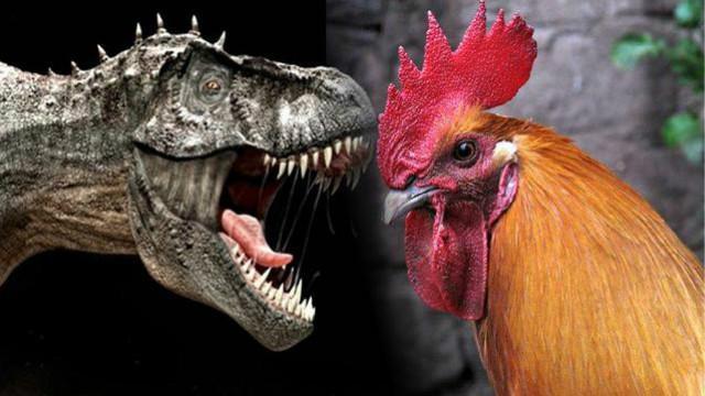 科学家新证据证明鸡是霸王龙后代,那我们吃的鸡腿是什么